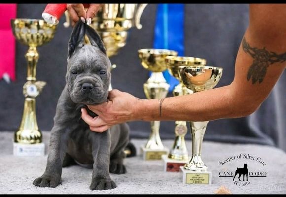 cane-corso-stenci-8ca5ae-9c0c4086-1.jpg