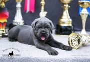 cane corso stenci