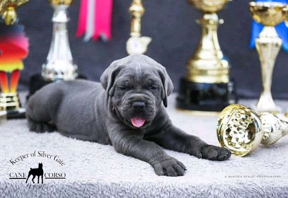 cane-corso-stenci-8ca5ae-ca872a92-1.jpg