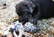 cane corso stenci