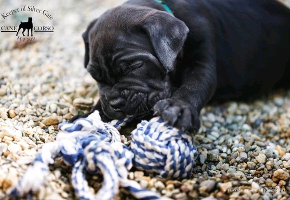 cane-corso-stenci-8ca5ae-e0989886-1.jpg