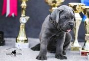 cane corso stenci