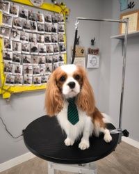 Furminiranje pasa KingCharlesŠpanijel Vračar
