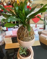 Kokedama