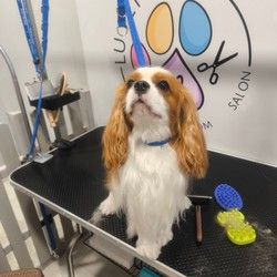 furminiranje-pasa-cavalierkingcharlesspaniel-vracar-187236.jpg