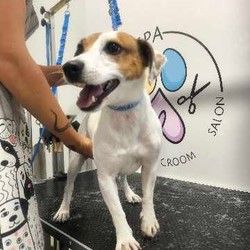 furminiranje-pasa-jackrussel-dusanovac-9992bb.jpg