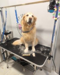 Furminiranje pasa ZlatniRetriver Dušanovac 