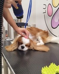 Furminiranje pasa KingCharlesSpanijel Vračar