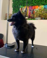 Grooming salon Sannyvill Pomeranac