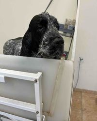 Kupanje pasa Banovo brdo