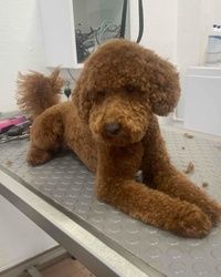 Sisanje,Skojevsko naselje