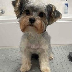 Sisanje pasa ,Banovo brdo