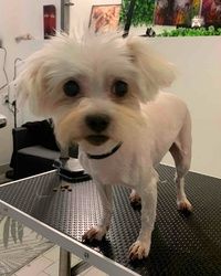 Sisanje pasa Visnjicka banja