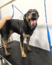 Furminiranje pasa Vračar