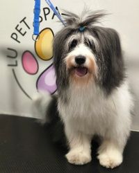 Furminiranje velikih pasa Vračar