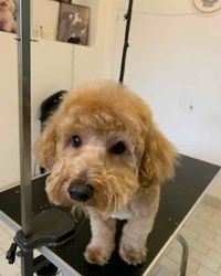 Šišanje pudlica Višnjička banja