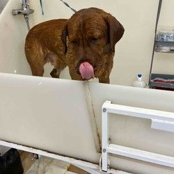 Furminiranje pasa Cukarica