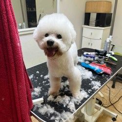 Sisanje bisona Banovo brdo