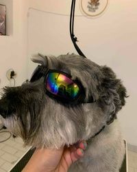 Šišanje pasa Višnjička banja