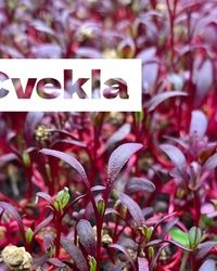 Mikrobilje cvekle za restorane