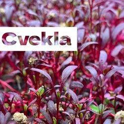 Mikrobilje cvekle za restorane