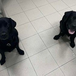 Veterinar Cerak Žarkovo Vidikovac Bele vode