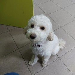 Veterinar Žarkovo Cerak Bele vode Vidikovac