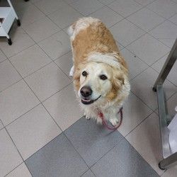 Pregled pasa i mačaka Cerak Vidikovac Žarkovo Bele vode