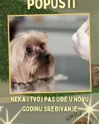 Grooming salon Višnjička banja Novogodišnje sniženje 