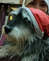 Pet Taxi Kragujevac - Novi Sad