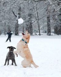 Prevoz ljubimaca Kragujevac
