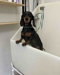 Furminiranje jazavicara Cerak