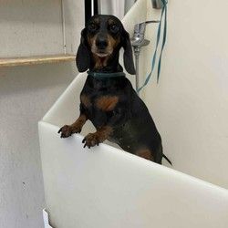 Furminiranje jazavicara Cerak