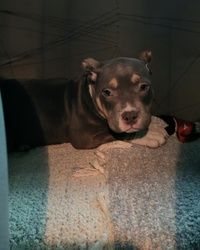 Prevoz štenaca iz odgajivačnice Beograd - Kragujevac