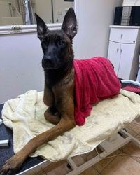 Kupanje velikih pasa Malinoa