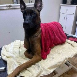 Kupanje velikih pasa Malinoa