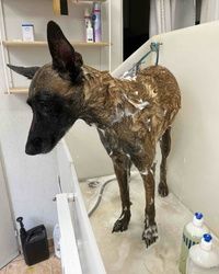 Kupanje velikih pasa Cukarica