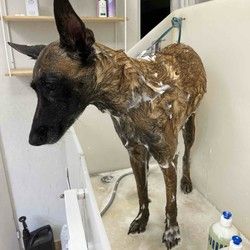 Kupanje velikih pasa Cukarica