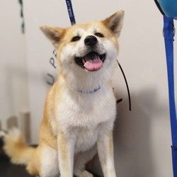 furminiranje-pasa-japanskaakita-vracar-0f5be3.jpg