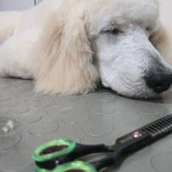 grooming-svih-rasa-pasa-6ccc77.jpg