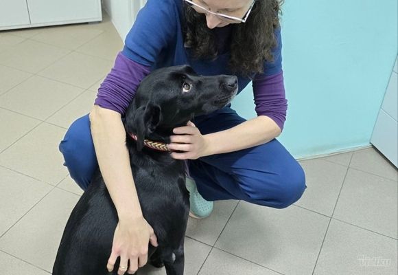 veterinar-cerak-zarkovo-ef9bea.jpg