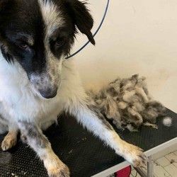 Skidanje poddlake Višnjička banja