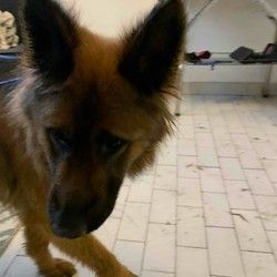 Grooming salon Višnjička banja