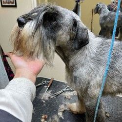 Trimovanje snaucera Cukarica