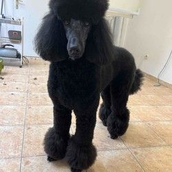 Sisanje standard pudle Zarkovo