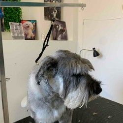 Sisanje pasa Visnjicka banja