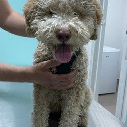 Veterinar Cerak Bele vode Zarkovo