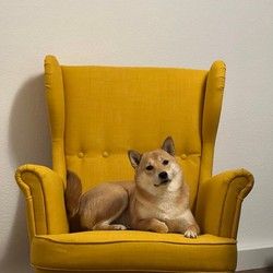 Preventivni pregledi pasa i mačaka