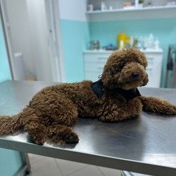 Veterinar Cerak Bele vode Žarkovo