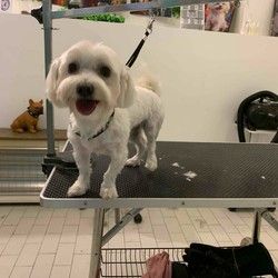 Salon za pse Visnjicka banja